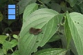 Scene 22_flighthss_Achlyodes (HESPERIIDAE) taking off leaf